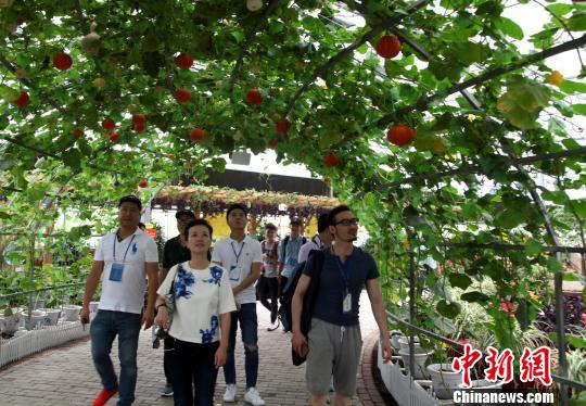圖為海外媒體記者參觀玉林“五彩田園”現代特色農業示范區。　楊志雄 攝